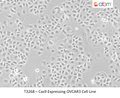 Cas9 Expressing OVCAR3 Cell Line | Applied Biological Materials (abm)
