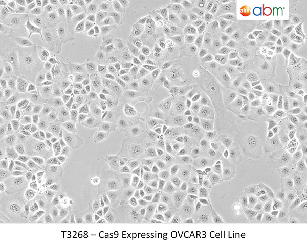 Cas9 Expressing OVCAR3 Cell Line | Applied Biological Materials (abm)