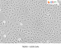 U2OS Cells | Applied Biological Materials (abm)