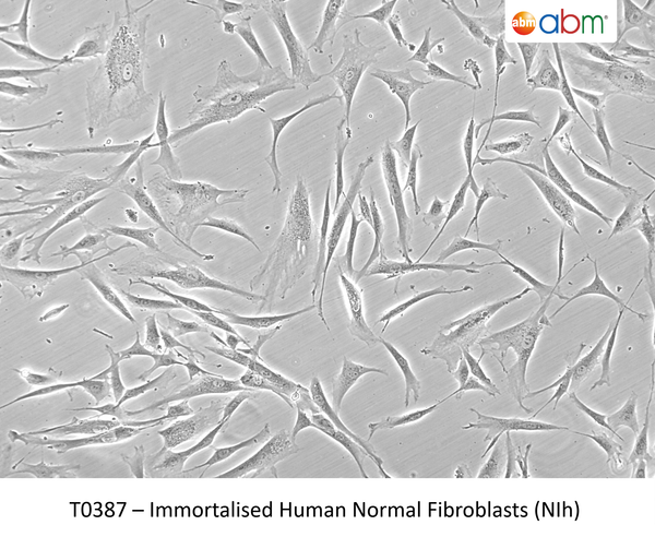 Immortalised Human Normal Fibroblasts (NIh) | Applied Biological Materials (abm)