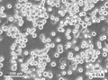 KATO-III cell