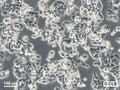 KB cell