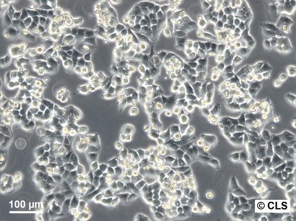 KB cell