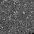 Kera-308 cell