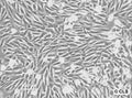 KHOS-240S cell