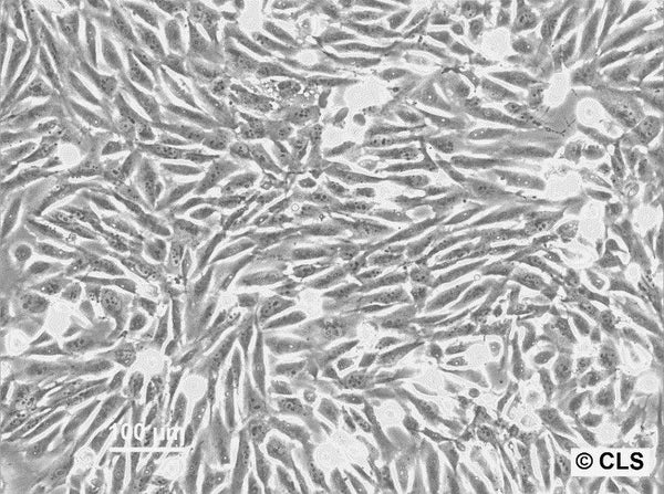KHOS-240S cell