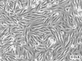 KHOS-312H cell