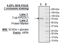 KIR2DL1 Fc-fusion, Biotin-labeled HiP™ Recombinant – Figure 1 of 1