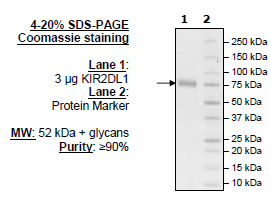 KIR2DL1 Fc-fusion, Biotin-labeled HiP™ Recombinant – Figure 1 of 1