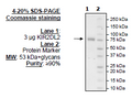 KIR2DL2 Fc-fusion, Biotin-labeled HiP™ Recombinant – Figure 1 of 4