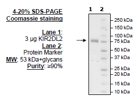 KIR2DL2 Fc-fusion, Biotin-labeled HiP™ Recombinant – Figure 1 of 4