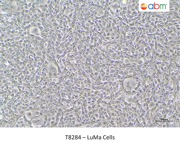 LuMa Cells – Figure 1 of 1