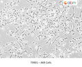 AKR Cells – Figure 1 of 1