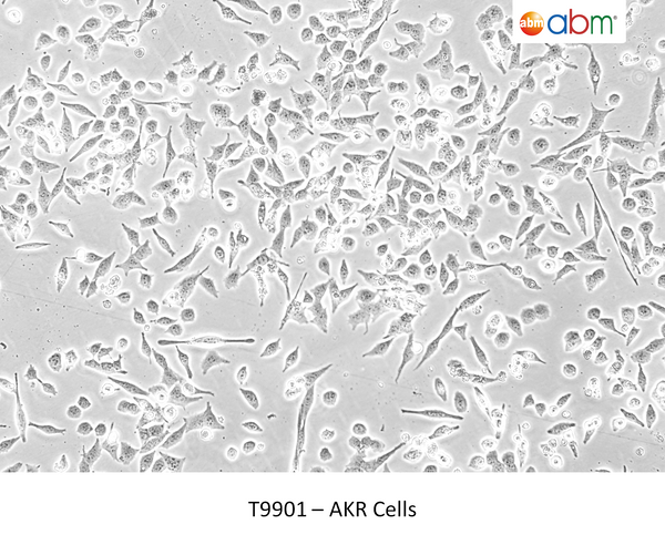 AKR Cells – Figure 1 of 1