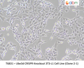Ube3d CRISPR Knockout 3T3-L1 Cell Line (Clone 2-1) | Applied Biological Materials (abm)