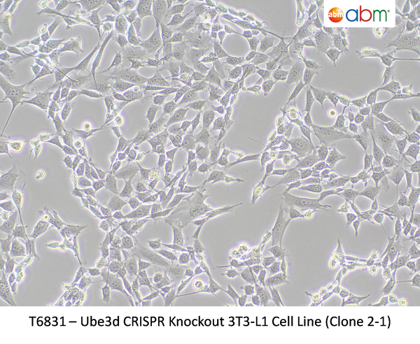 Ube3d CRISPR Knockout 3T3-L1 Cell Line (Clone 2-1) | Applied Biological Materials (abm)