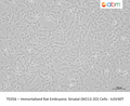 Immortalized Rat Embryonic Striatal (M213-2O) Cells - tsSV40T – Figure 1 of 1