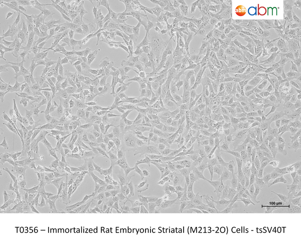 Immortalized Rat Embryonic Striatal (M213-2O) Cells - tsSV40T – Figure 1 of 1