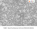 Novel Tau Biosensor Cell Line (P301SV2H (NK23)) | Applied Biological Materials (abm)