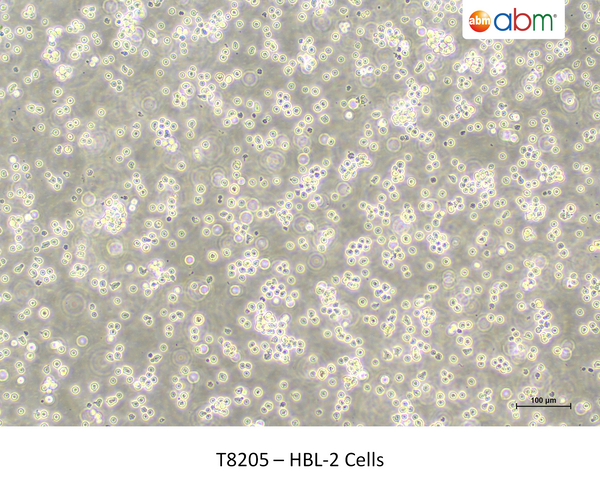 HBL-2 Cells – Figure 1 of 1
