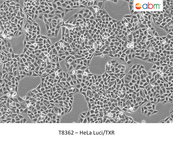 ACSBG2 CRISPR Knockout 293T Cell Line | Applied Biological Materials (abm)