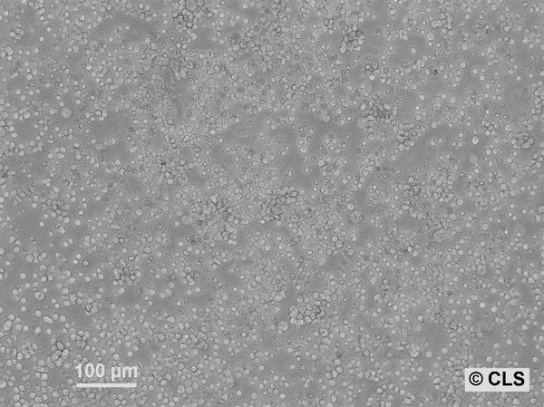 L5178-R cell