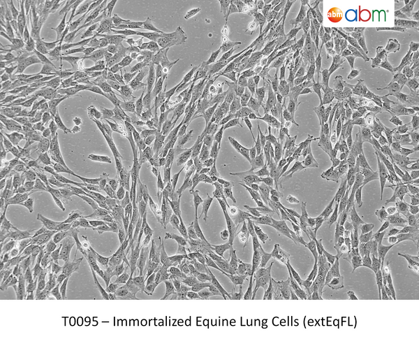 Immortalized Equine Lung Cells (extEqFL) – Figure 1 of 1