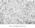 Lhx5 Stable Neuro2 Cell Line – Figure 1 of 1
