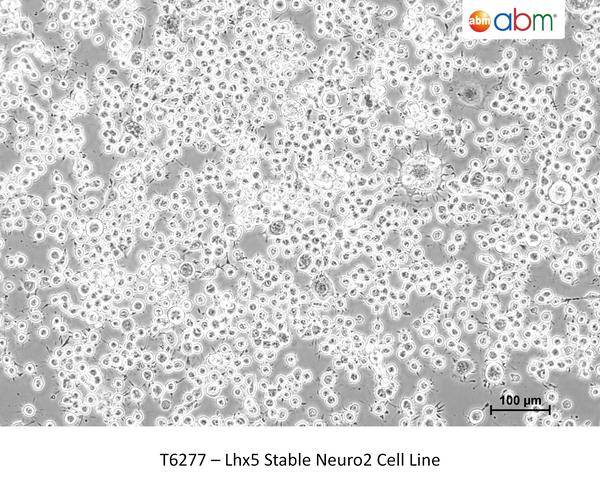 Lhx5 Stable Neuro2 Cell Line – Figure 1 of 1