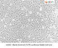 Blank (Control) 3'UTR Luciferase Stable Cell Line | Applied Biological Materials (abm)