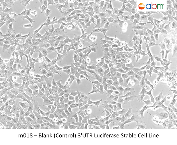 Blank (Control) 3'UTR Luciferase Stable Cell Line | Applied Biological Materials (abm)