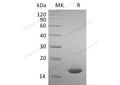 Recombinant Mouse Interferon α-2/IFNA2 Protein – Figure 1 of 2