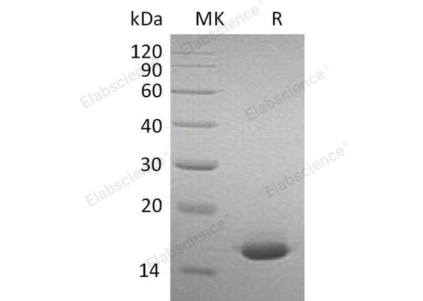 Recombinant Mouse Interferon α-2/IFNA2 Protein – Figure 1 of 2