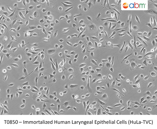 Immortalized Human Laryngeal Epithelial Cells (HuLa-TVC) | Applied Biological Materials (abm)