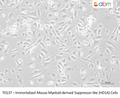 Immortalized Mouse Myeloid-derived Suppressor-like (HD1A) Cells – Figure 1 of 1