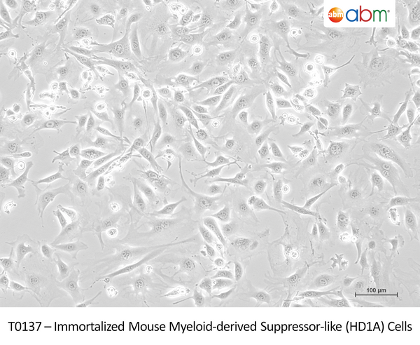 Immortalized Mouse Myeloid-derived Suppressor-like (HD1A) Cells – Figure 1 of 1