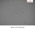 HCT-8/VCR Cells | Applied Biological Materials (abm)
