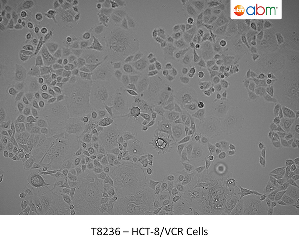 HCT-8/VCR Cells | Applied Biological Materials (abm)
