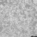 LA795 cell