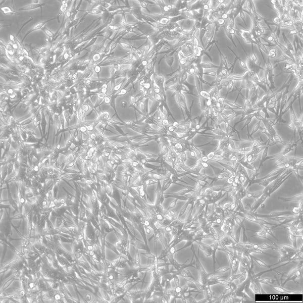 LA795 cell