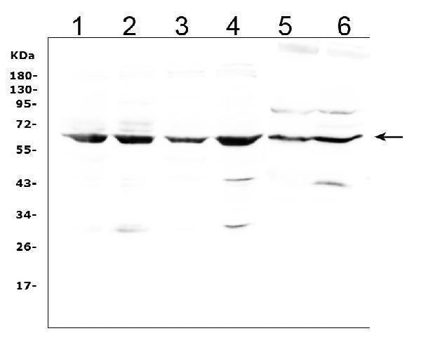 Anti-LBP Antibody Picoband®