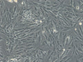 LC-540 cell