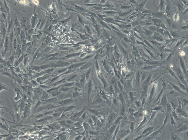 LC-540 cell
