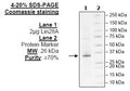 Lin28A, FLAG-Avi-Tag Recombinant – Figure 1 of 1