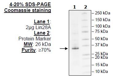 Lin28A, FLAG-Avi-Tag Recombinant – Figure 1 of 1