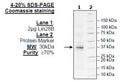 Lin28B, FLAG-Avi-Tag Recombinant – Figure 1 of 1
