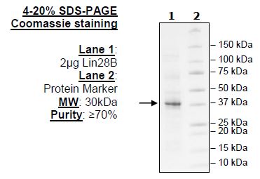 Lin28B, FLAG-Avi-Tag Recombinant – Figure 1 of 1