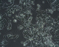 LoVo Cell Line cell
