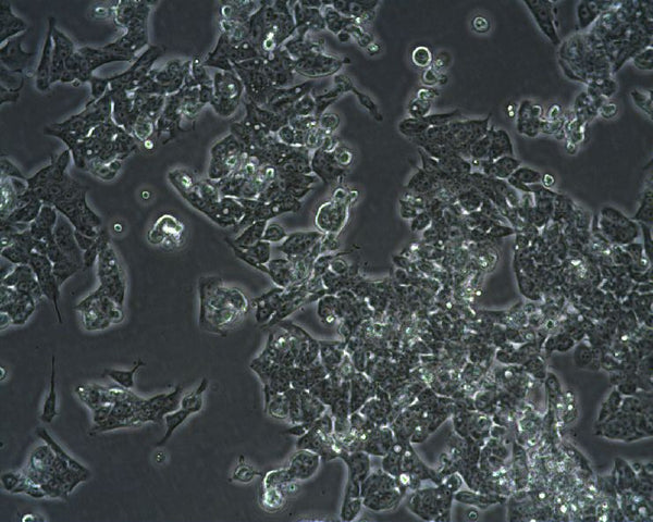 LoVo Cell Line cell