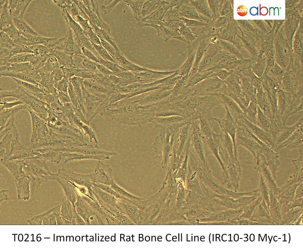 Immortalized Rat Bone Cell Line (IRC10-30 Myc-1) | Applied Biological Materials (abm)